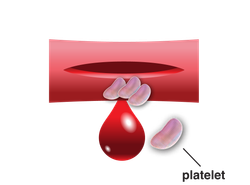 Platelets starting to stick together to stop the bleeding from the injured blood vessel