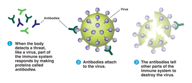 Diagram showing how part of the immune system responds to a threat like a virus by making antibodies that attach to the virus and tell other parts of the immune system to destroy the virus.